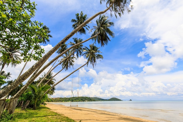 Kokosnuss auf dem tropischen Strand in Koh Mak-Insel, Trat-Provinz, Thailand