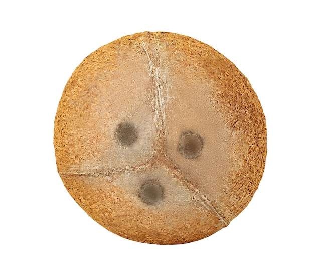 Kokosnuss ganz rund mit drei isolierten Flecken auf weißem Hintergrund mit Schnittweg