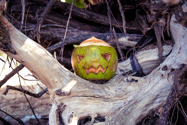 Kokosnuss geschnitzt wie ein Kürbis für Halloween Wie eine Kürbislaterne in den Wurzeln eines Baumes steht