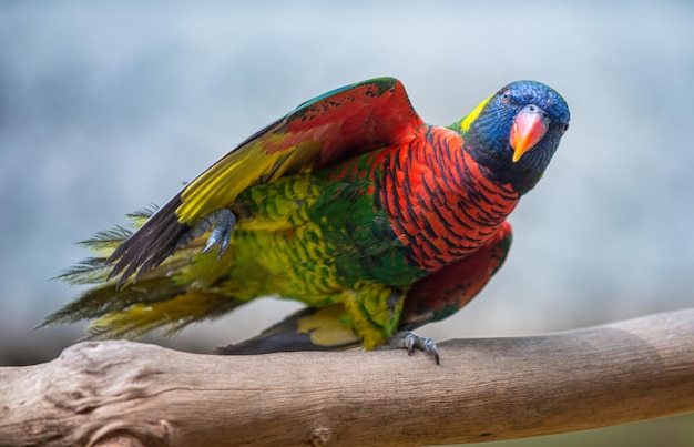 Kokosnuss-Lorikeet-Vogel-Nahaufnahme Trichoglossus haematodus