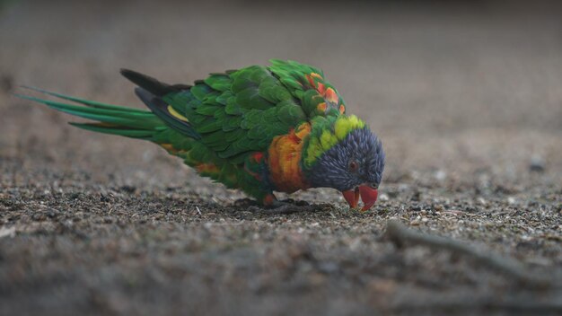 Kokosnuss-Lorikeet