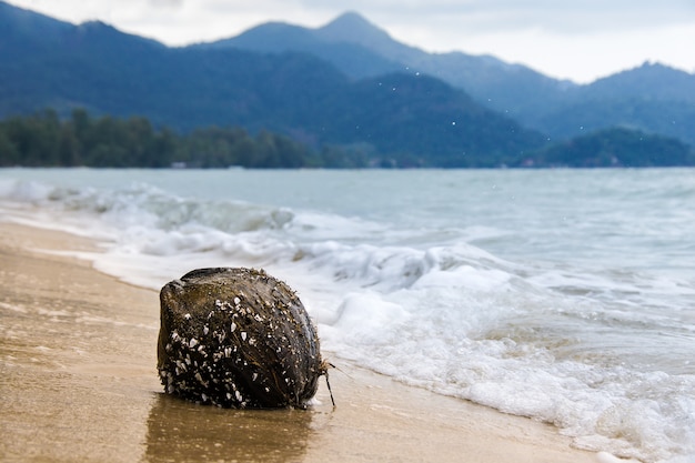 Kokosnuss, mit Muscheln bewachsen, auf den sandigen Uferwellen gegen die Berge geworfen