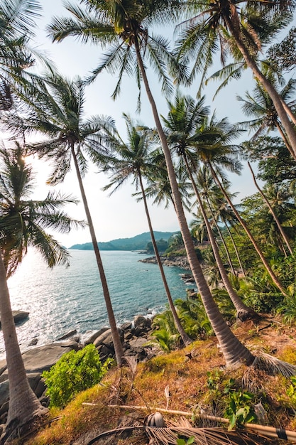 Kokosnuss- und Palmenbäume am Meer auf der Insel