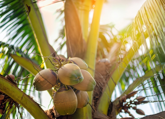Kokosnuss wächst auf einem Baum im Erntegarten bei einer ewigen Sonnenstrahlung