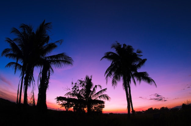 Kokosnussbäume auf einer Trauminsel bei Sonnenuntergang