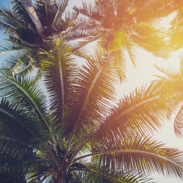 Kokosnussbaum an der tropischen Küste mit Weinleseton
