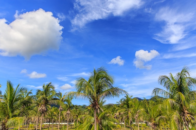 Kokosnussbaum auf blauem Himmel im tropischen Strand