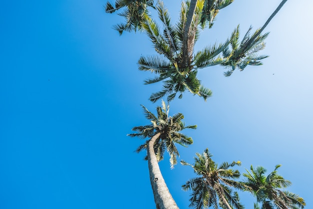 Kokosnussbaum auf blauem Himmel.