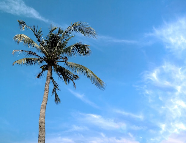 Kokosnussbaum auf dem blauen Himmel