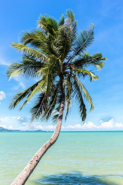 Kokosnussbaum auf dem Ozean gegen blauen Himmel in KOH samui Insel in Thailand.