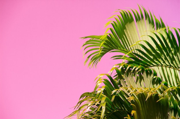 Kokosnussbaum gegen den ungewöhnlichen rosa Himmel
