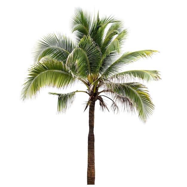 Kokosnussbaum isoliert auf weißem Hintergrund