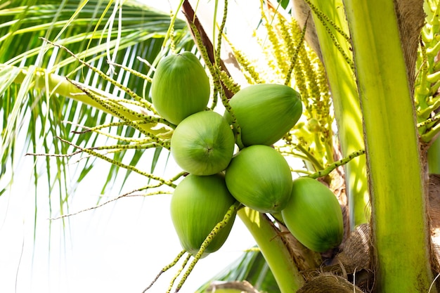 Kokosnussbaum mit Trauben von Kokosnussfrüchten