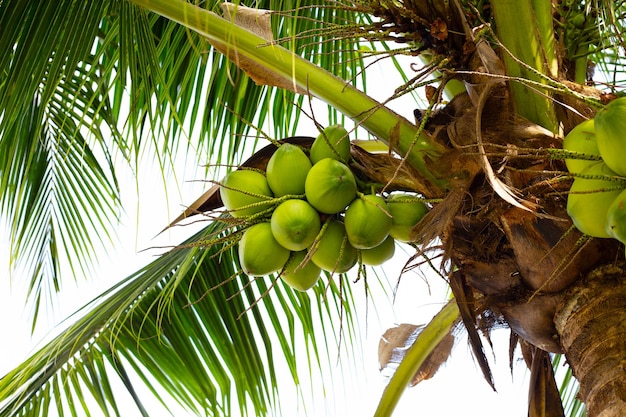 Kokosnussbaum mit Trauben von Kokosnussfrüchten