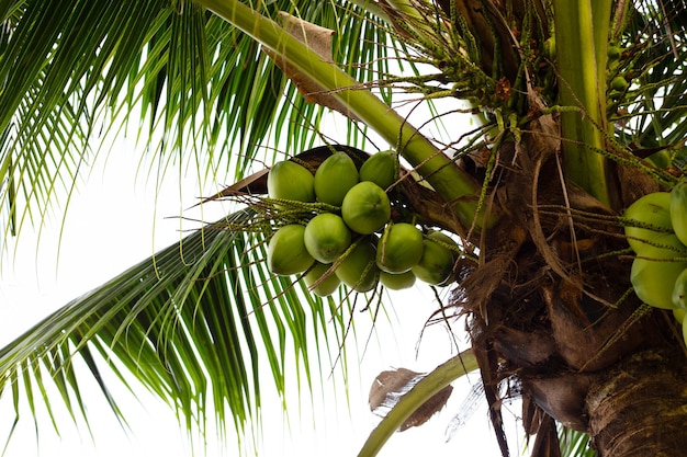 Foto kokosnussbaum mit trauben von kokosnussfrüchten