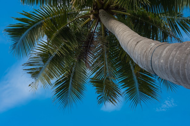 Kokosnussbaum unter blauem Himmel