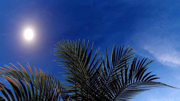 Kokosnussbaumlaub auf Sommerhintergrund des blauen Himmels 3D-Darstellung