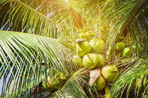 Kokosnusscluster auf KokosnussbaumFrische Kokosnuss auf der PalmeThailand frisches Obst