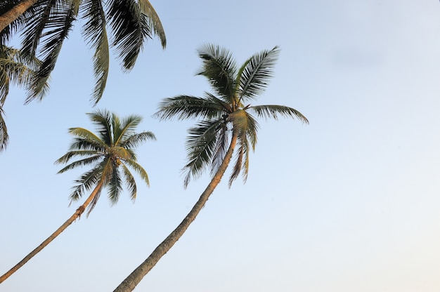 Kokosnussgrüne Palme auf blauem Himmelshintergrund