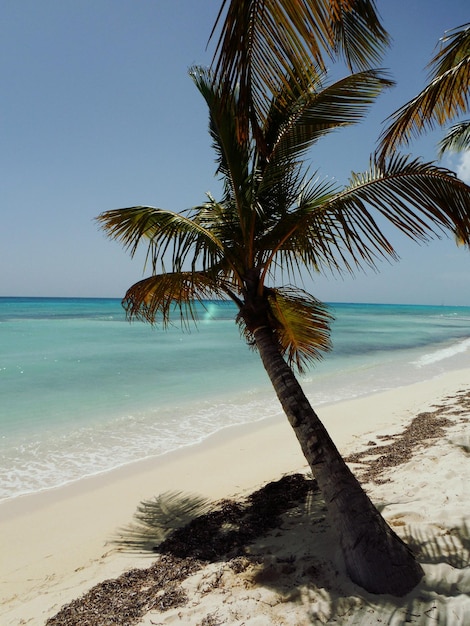 Kokosnusspalme am Strand gegen den Himmel