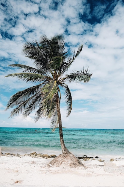 Kokosnusspalme am Strand gegen den Himmel