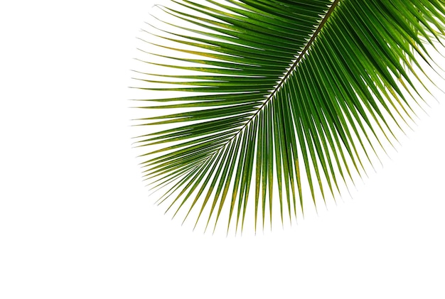Kokospalmblatt isoliert auf weißem Hintergrund