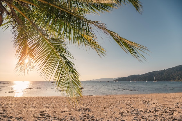 Kokospalme am Strand im tropischen Meer bei Sonnenuntergang