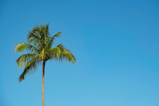 Kokospalme an sonnigen Tagen mit blauem Himmel im Hintergrund