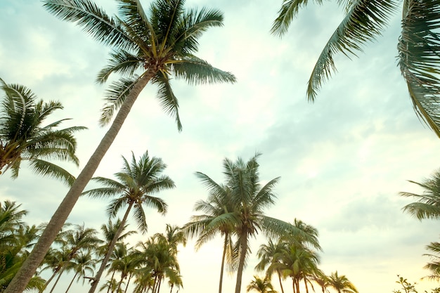 Kokospalme auf blauem Himmel des tropischen Strandes mit Sonnenlicht des Morgens im Sommer, Aufstandwinkel.