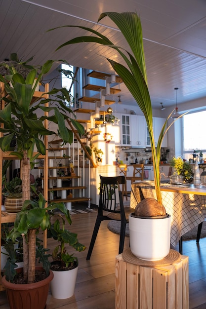 Kokospalme in einem Topf zu Hause im Innenbereich Gewächshauspflege und Anbau tropischer Pflanzenx9xA