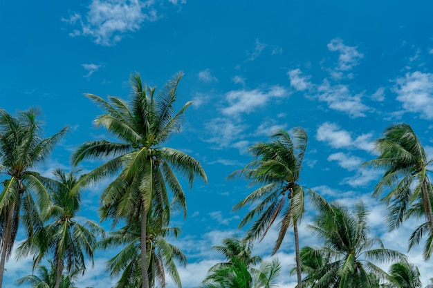 Kokospalme mit blauem Himmel und Wolken. Palmenplantage. Kokosnussfarm. Wind langsam wehende grüne Blätter der Kokospalme. Tropischer Baum mit Sommerhimmel und Wolken.