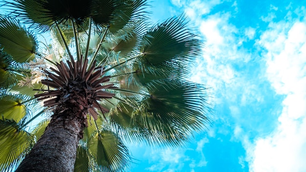 Kokospalme mit blauem Himmelschöner tropischer HintergrundUrlaub Konzept Idee Hintergrund