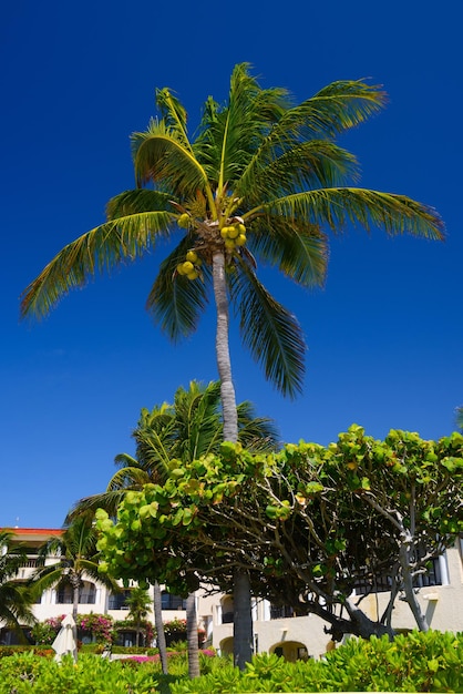 Kokospalme mit Kokosnüssen in Playa del Carmen Mexiko