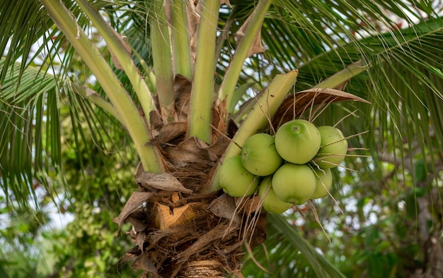 Kokospalme mit Kokosnüssen Kokosnuss am Baum, um Getränke oder Kokosmilch zu machen Junge Kokosnüsse, die am Baum hängen