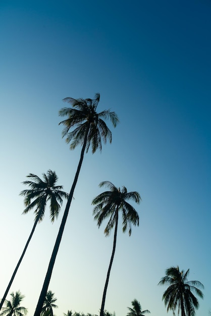 Kokospalme mit schönem Himmel und Kopienraum