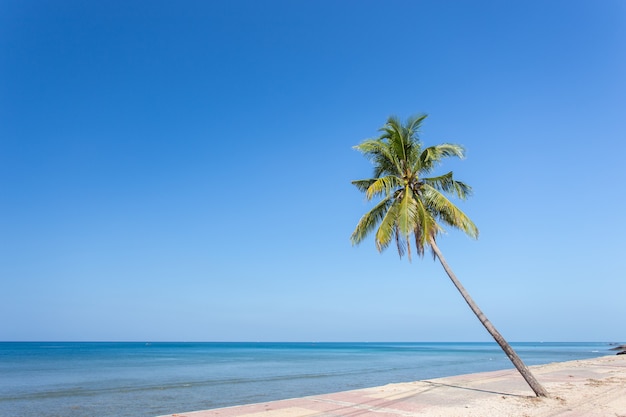 Kokospalme mit weißem Sandstrand und blauem Himmelhintergrund