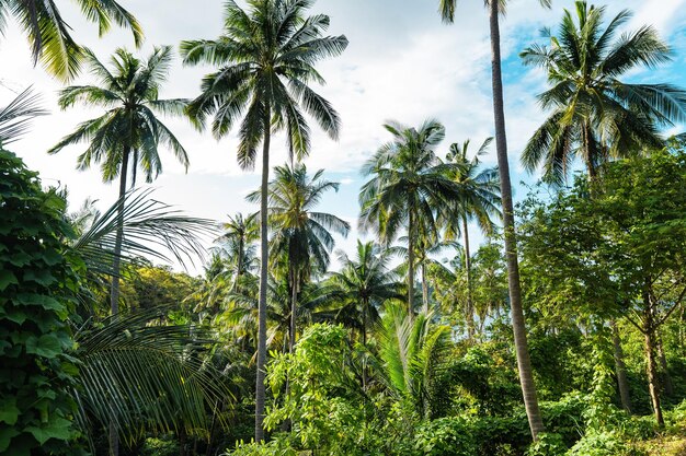 Kokospalme morgens auf einer tropischen Insel