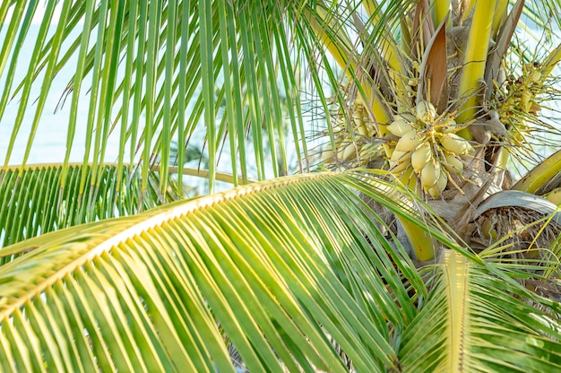Kokospalme oder Cocos Nucifera Baumkrone mit grünen Kokosnüssen, Sonnenschein. Foto in hoher Qualität