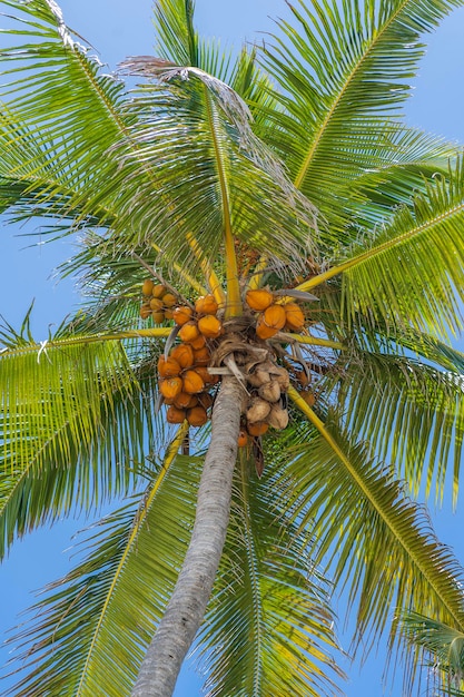 Kokospalme perspektivische Ansicht vom Boden hoch oben auf der Strandinsel Sansibar Tansania Ostafrika Grüne Palmblätter und Kokosnüsse auf blauem Himmelshintergrund