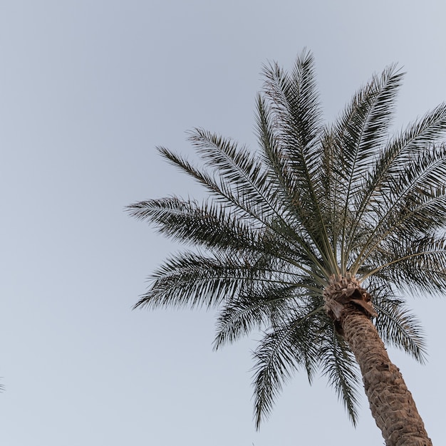 Kokospalme. Schöner exotischer tropischer Naturhintergrund des Sommers