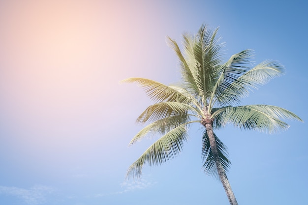 Kokospalme und blauer Himmel mit Vintage-Filter Sommerhintergrund