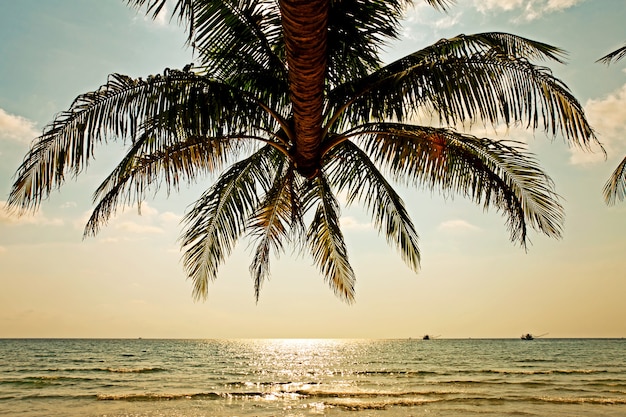 Kokospalme und Himmel im Hintergrund