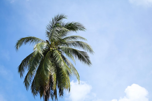 Kokospalme unter blauem Himmel