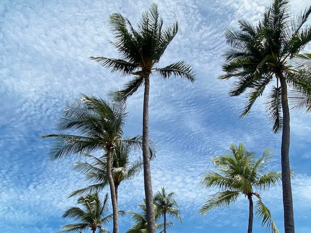 Kokospalmen am Sommerhimmel