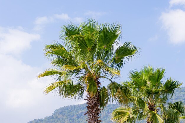 Kokospalmen am Strand in der hellen Atmosphäre Es gibt Berge und Himmel im Hintergrund