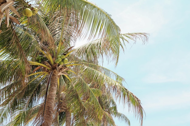 Kokospalmen am Strand