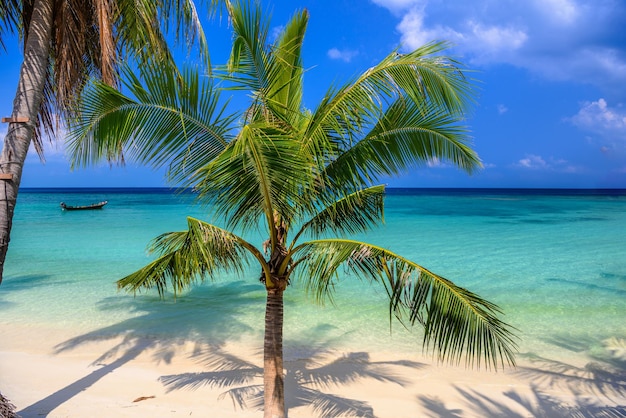 Kokospalmen am tropischen Strand Haad Yao Koh Phangan Insel Su