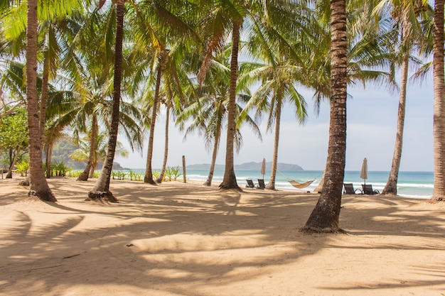 Kokospalmen an der tropischen Küste. Leeres tropisches Resort. Tropische Natur. Strand in El Nido.