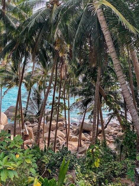 Kokospalmen auf der Insel am Abend