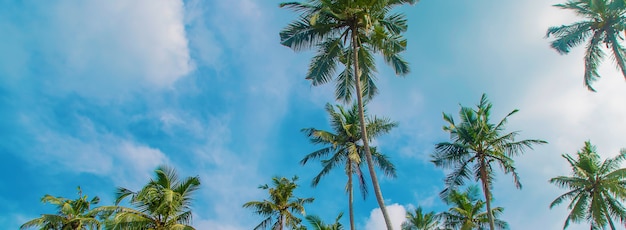 Kokospalmen auf der Insel